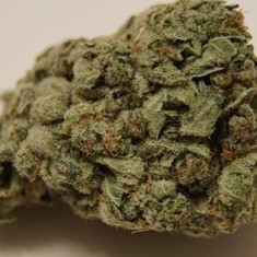 gorilla fire cannabis pics