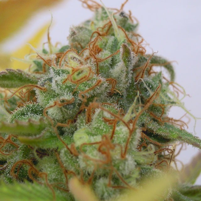 gorilla fire cannabis pics