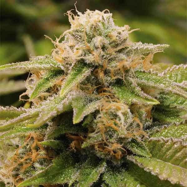 gorilla fire cannabis pics