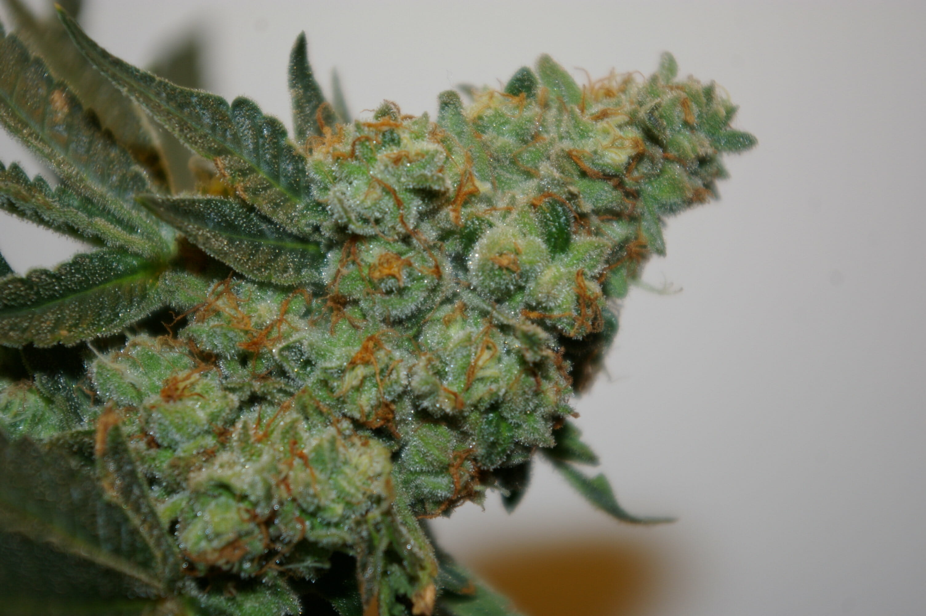 gorilla fire cannabis pics