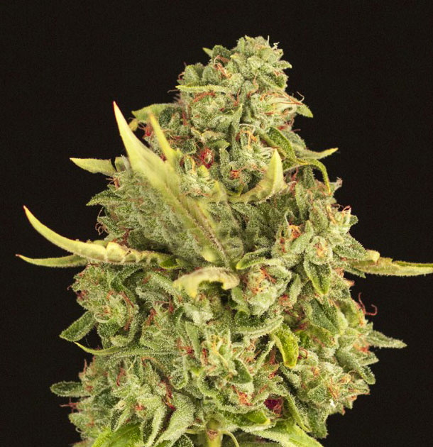 gorilla fire cannabis pics