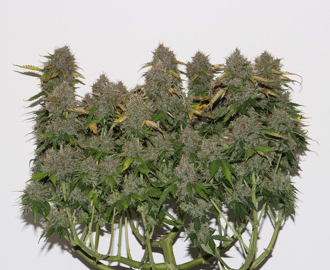 gorilla glue 4 autoflower cannabis pics