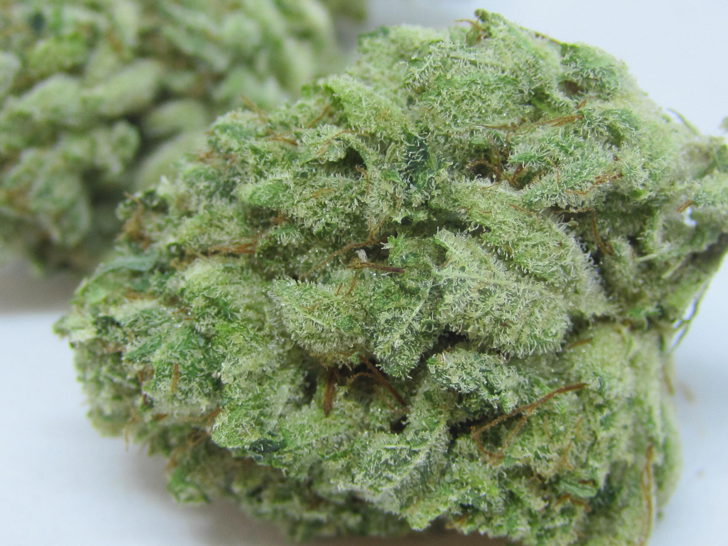 gorilla glue 4 cannabis pics
