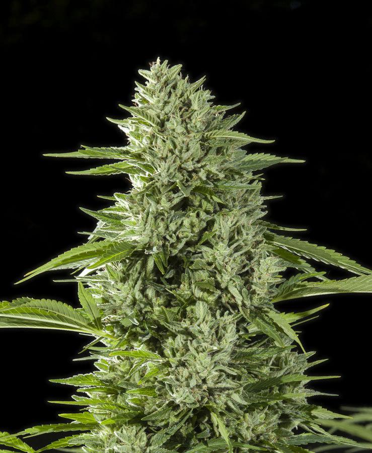 gorilla glue 4 cannabis pics