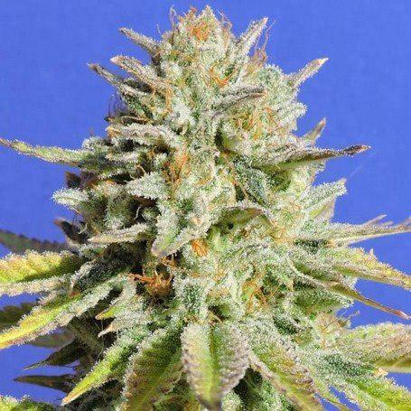 gorilla glue 4 cannabis pics
