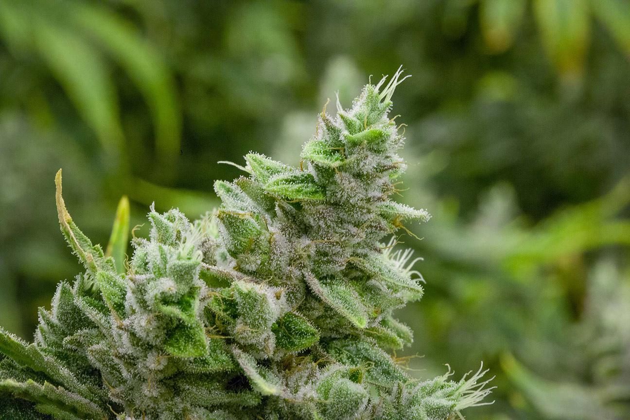 gorilla glue 4 cannabis pics