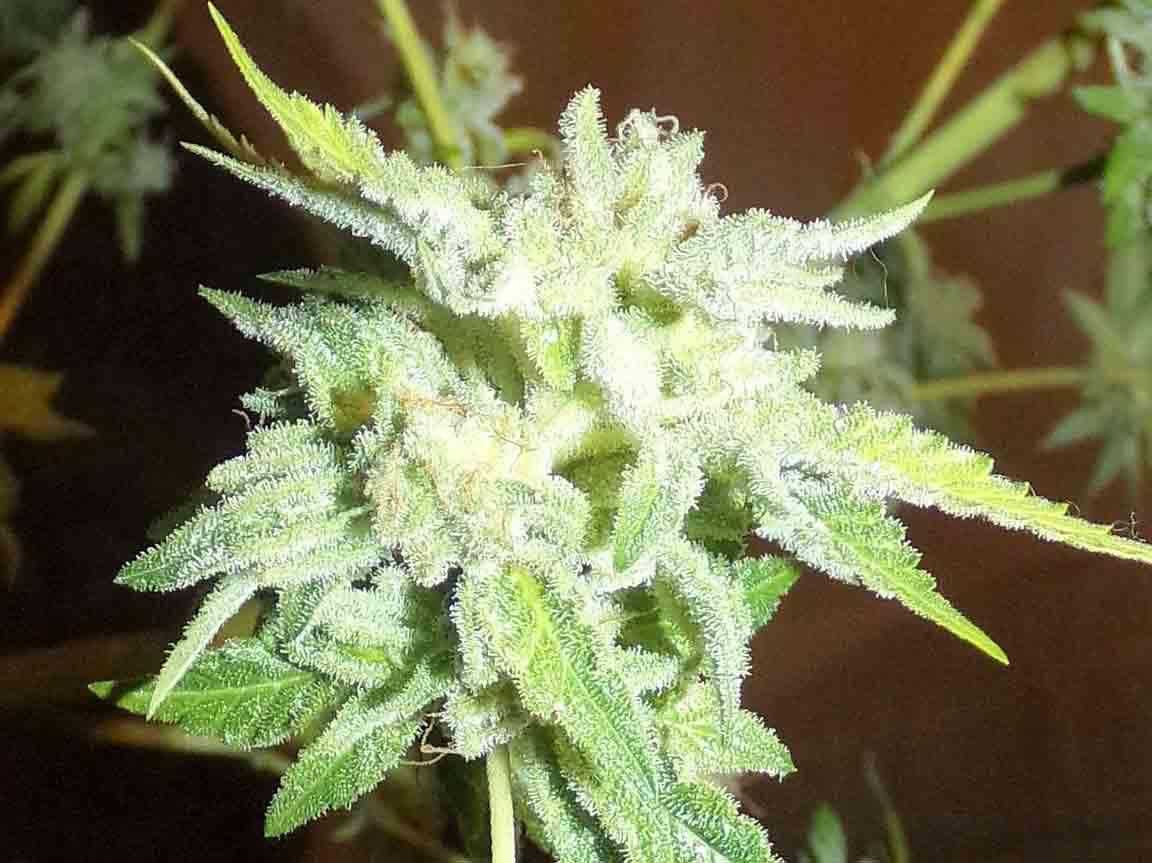 gorilla glue 4 cannabis pics