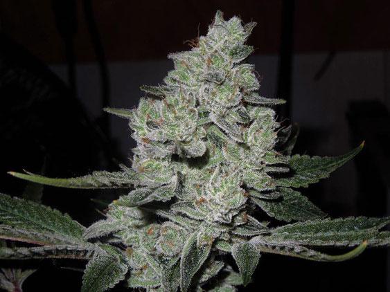 gorilla glue 4 cannabis pics