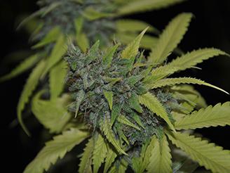 granddaddy purple cannabis pics