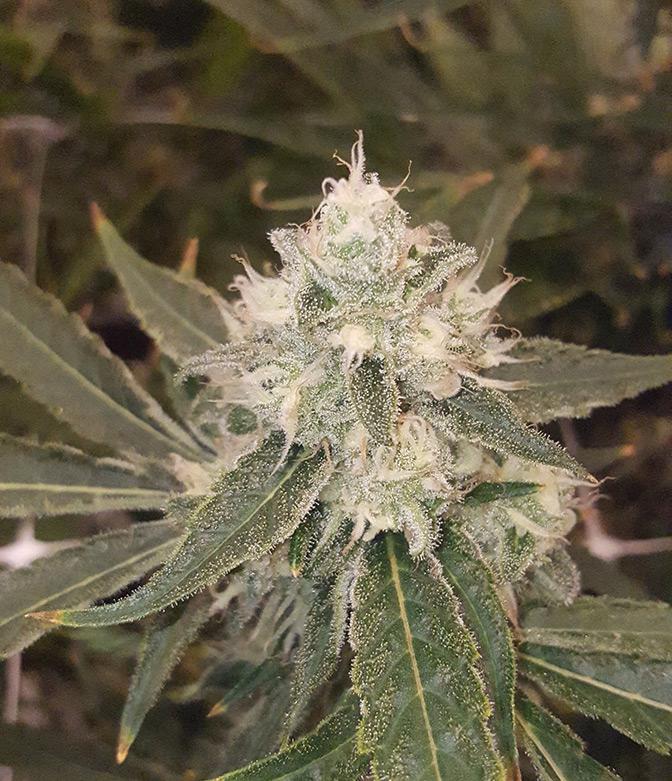 granddaddy purple cannabis pics