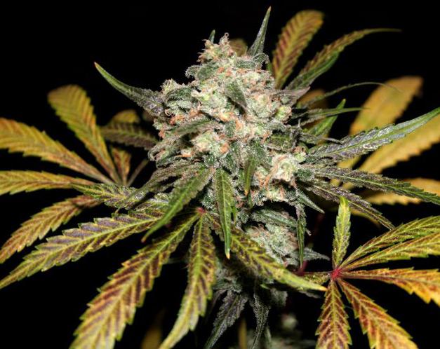 granddaddy purple cannabis pics