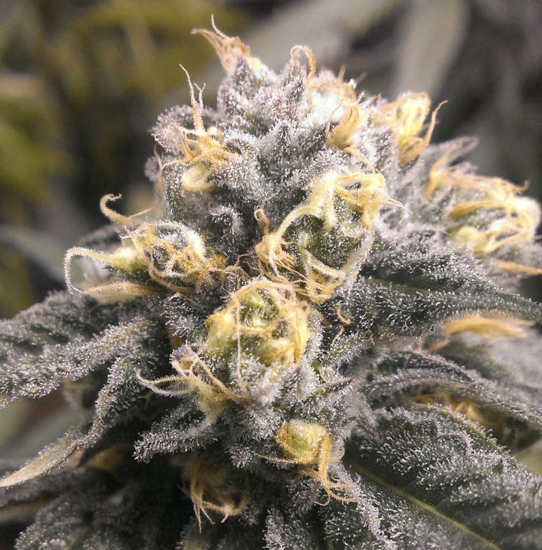 granddaddy purple cannabis pics