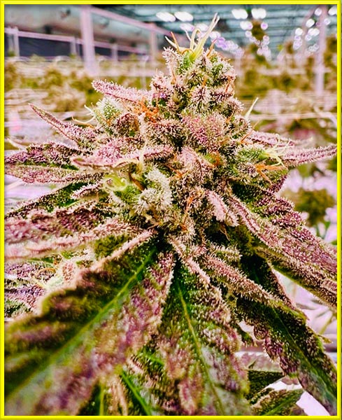 Gusher cannabis pics