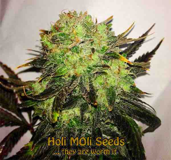headband cannabis pics