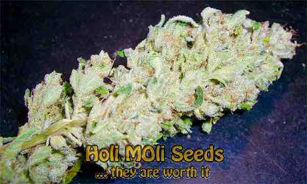 headband cannabis pics