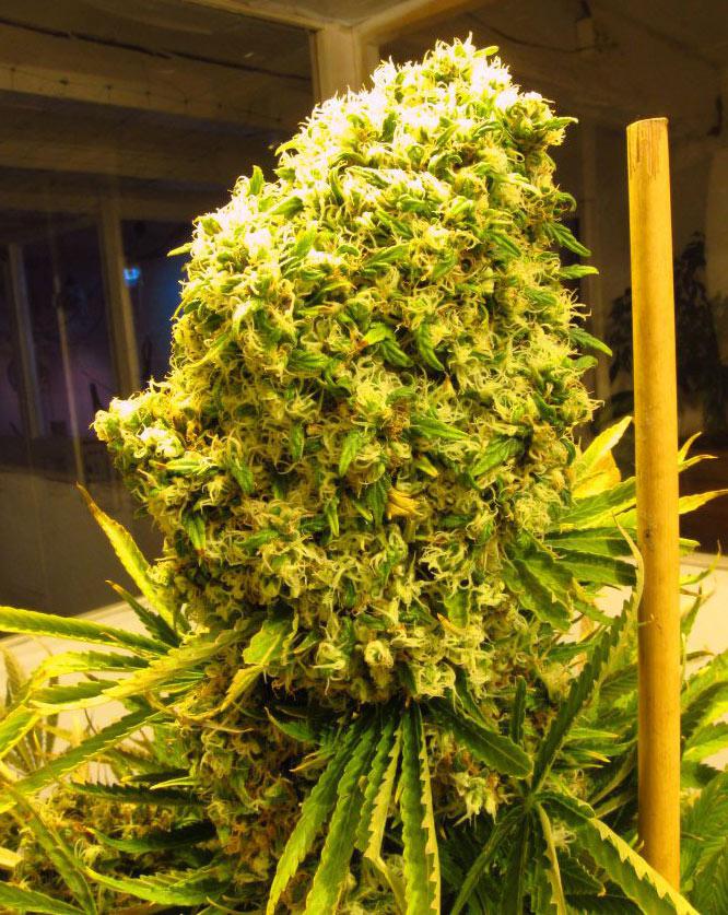 hindu kush cannabis pics