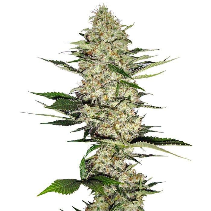 hindu kush cannabis pics