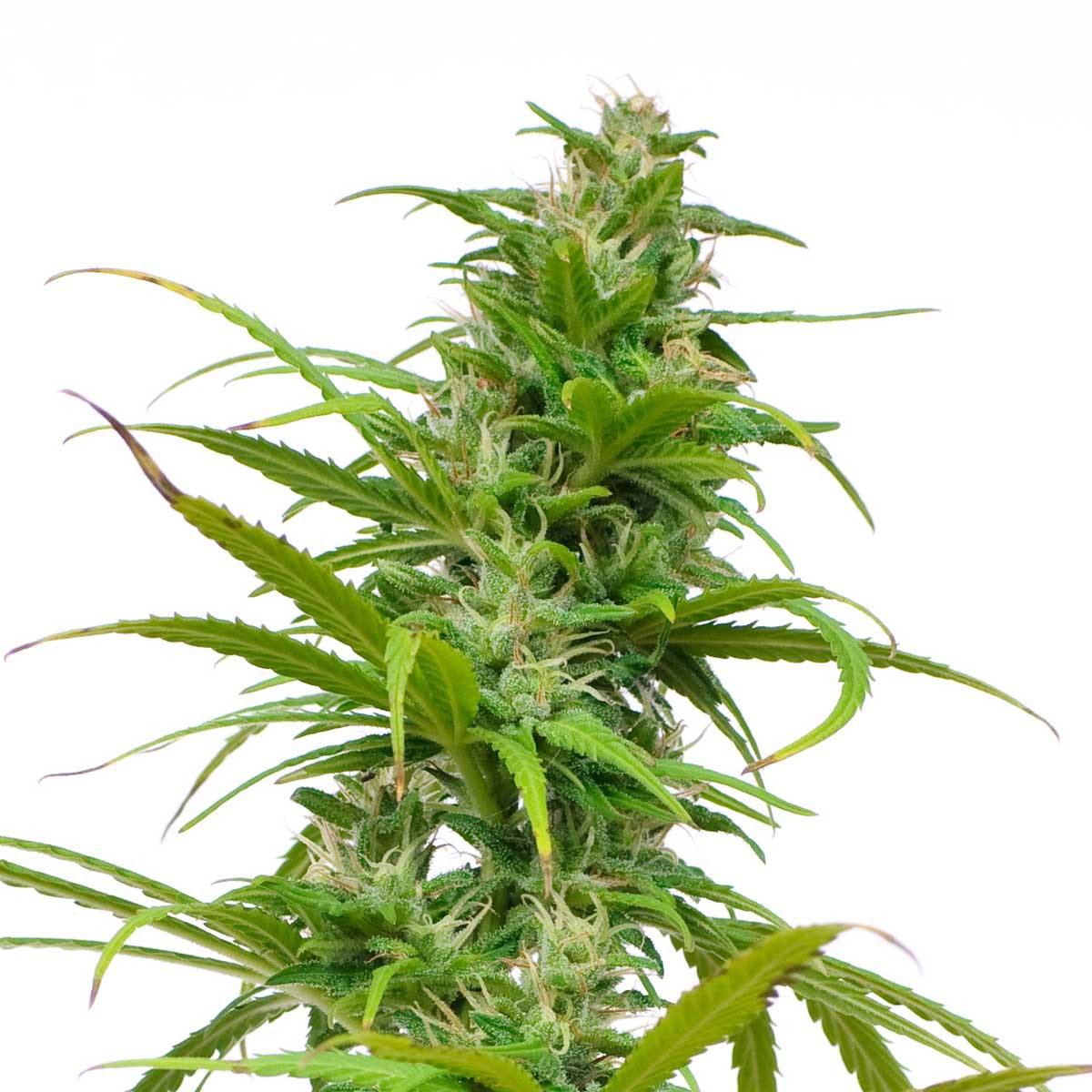 hindu kush cannabis pics