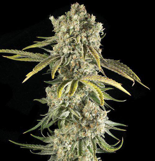 hindu kush cannabis pics
