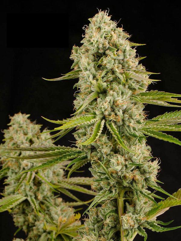 hindu kush cannabis pics