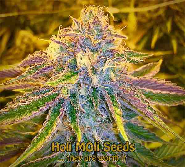 jet fuel cannabis pics