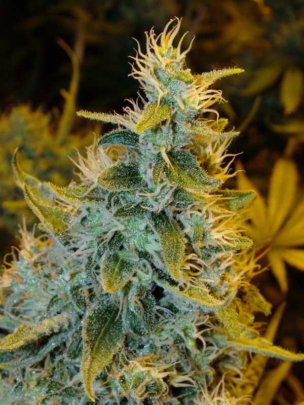 juicy fruit cannabis pics