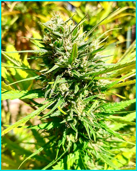 kalimist cannabis pics