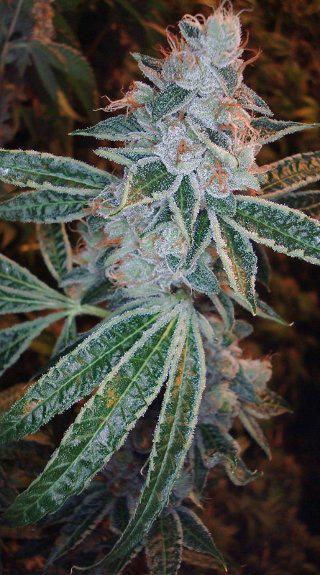 lemon kush cannabis pics