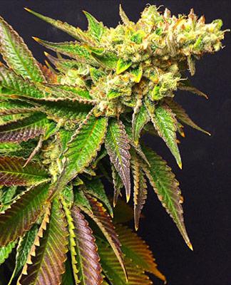 lemon og autoflower cannabis pics