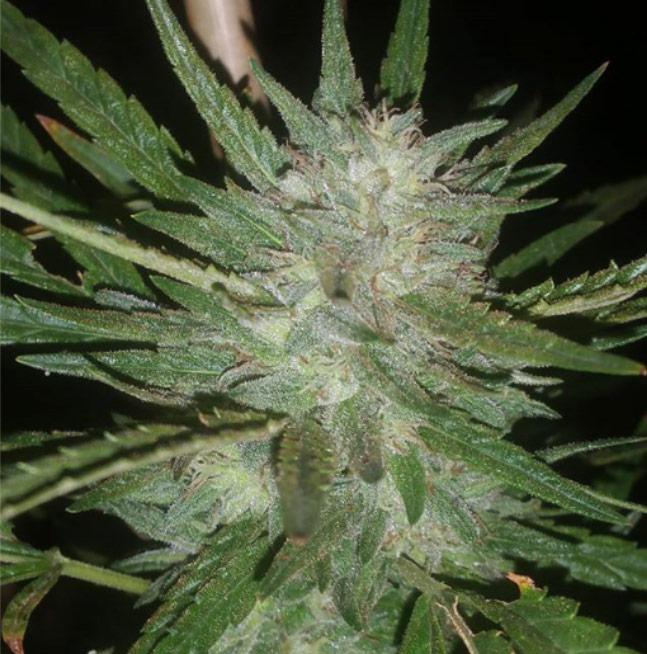 lemon og autoflower cannabis pics