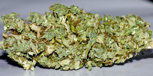 lemon og autoflower cannabis pics