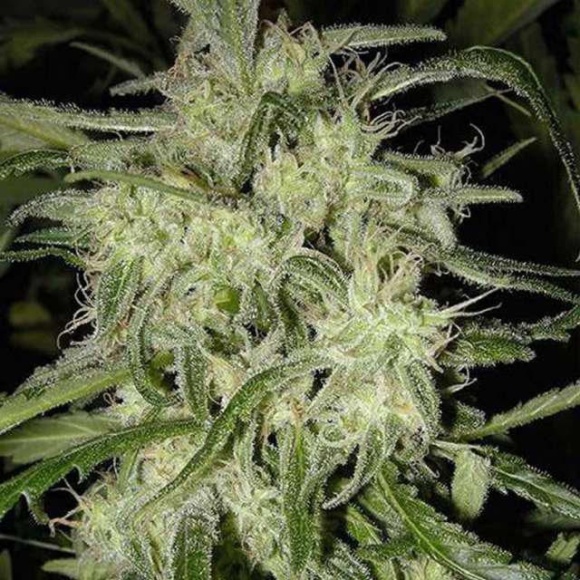 lemon og autoflower cannabis pics