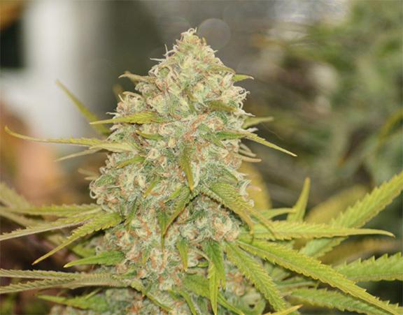 lemon skunk cannabis pics