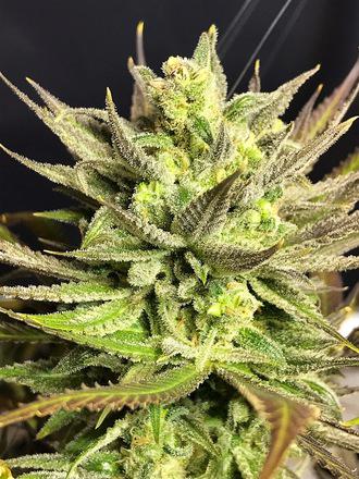 lemon skunk cannabis pics