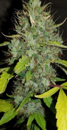 lemon skunk cannabis pics