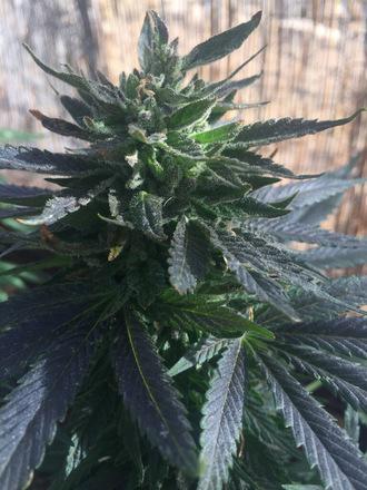 lemon skunk cannabis pics
