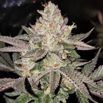 lemon skunk cannabis pics