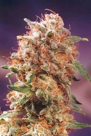 mazar cannabis pics