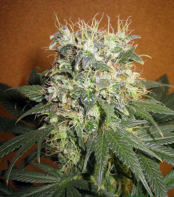 mazar cannabis pics