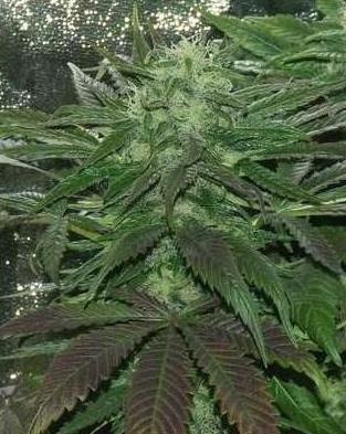mazar cannabis pics