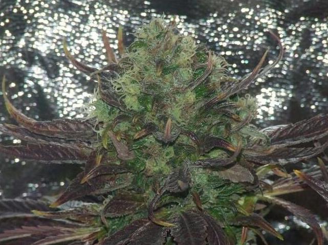 mazar cannabis pics