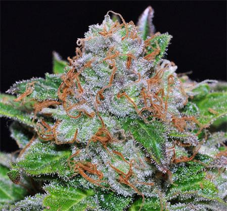 mazar cannabis pics