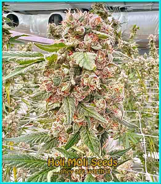 moby dick cannabis pics