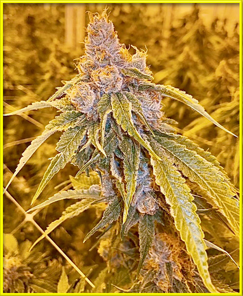 motor breath cannabis pics