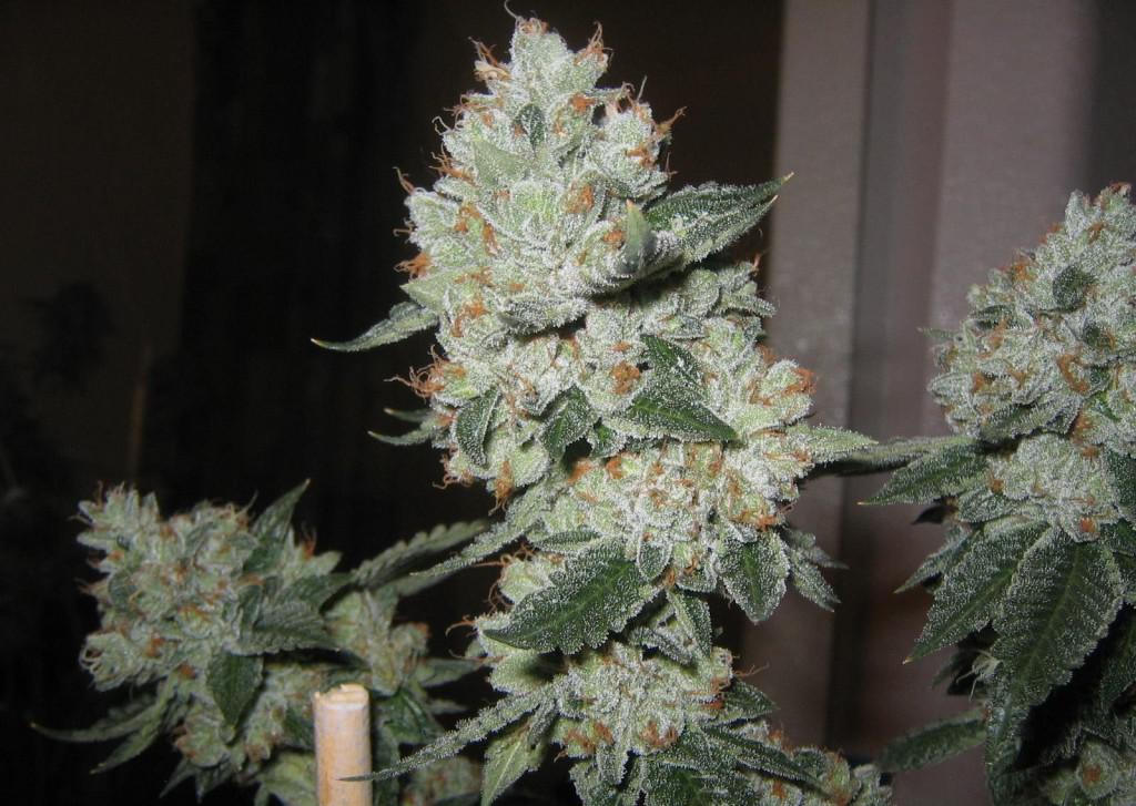 og kush cannabis pics
