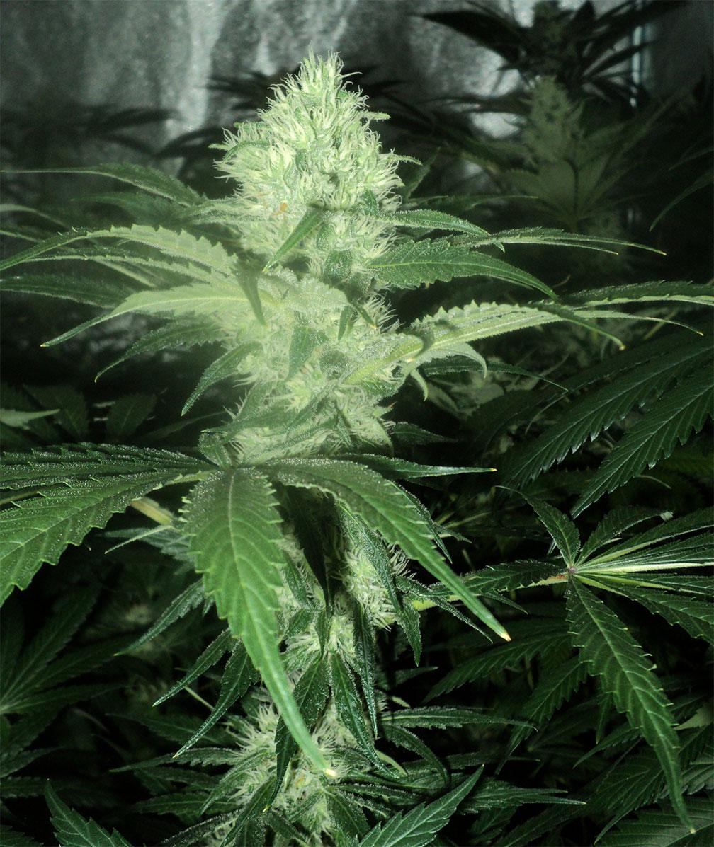 og kush cannabis pics