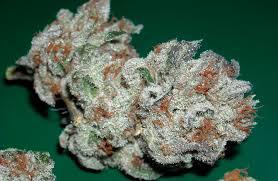 og kush cannabis pics