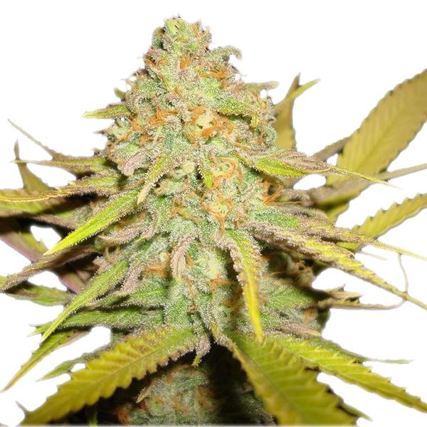 og kush cannabis pics
