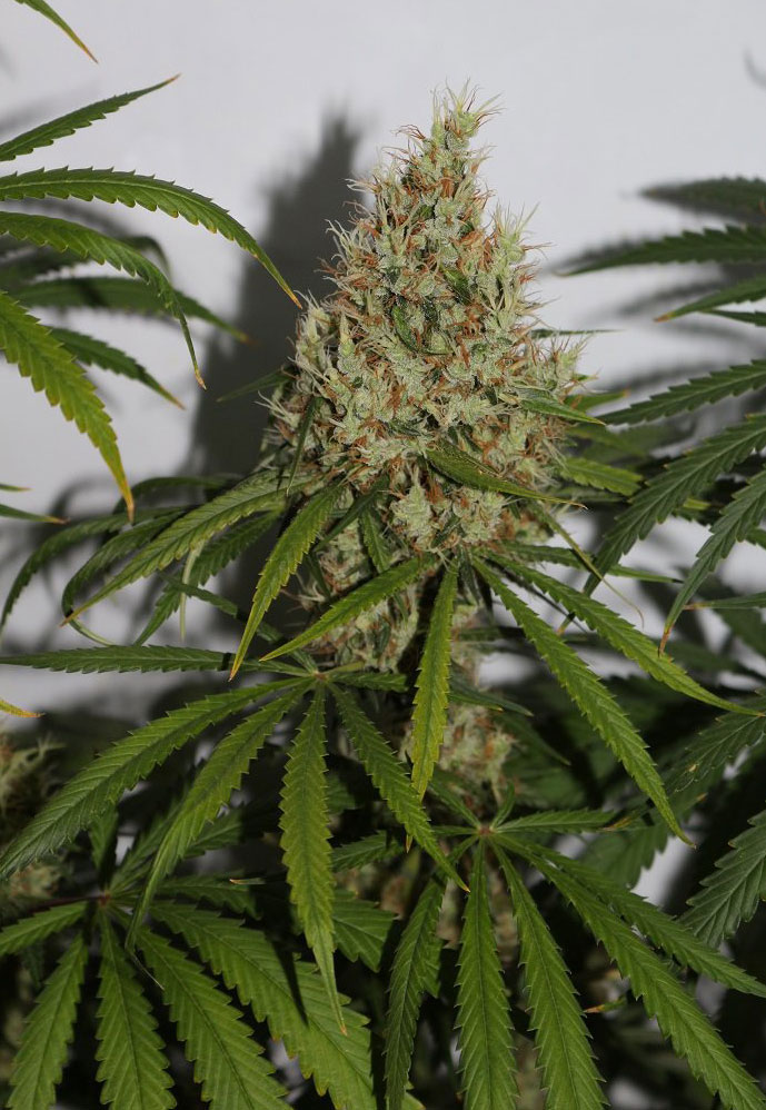 pineapple haze cannabis pics