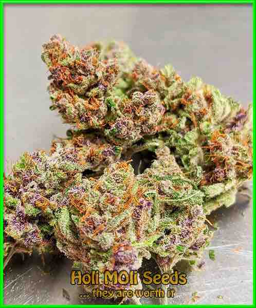 pink runtz cannabis pics
